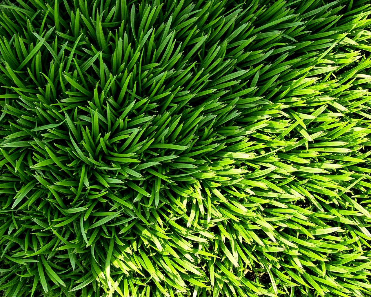 Artificial Grass